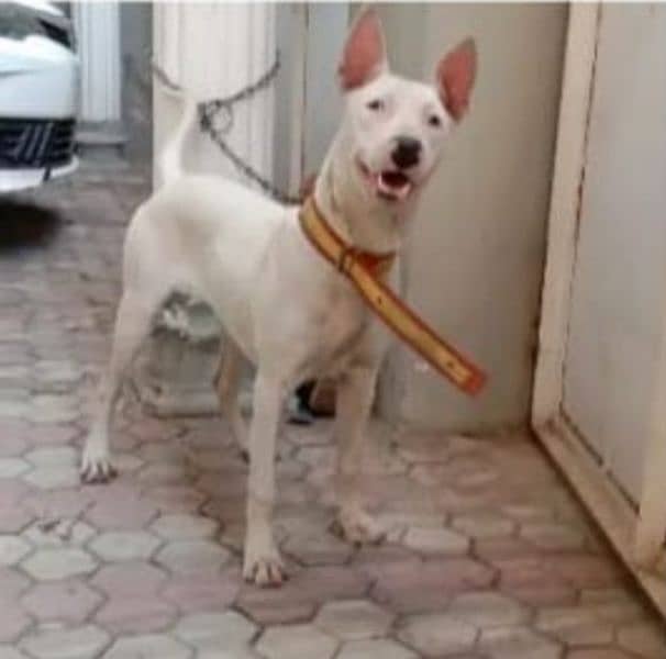 Bull Terrier ( Gultair Kohati) 2