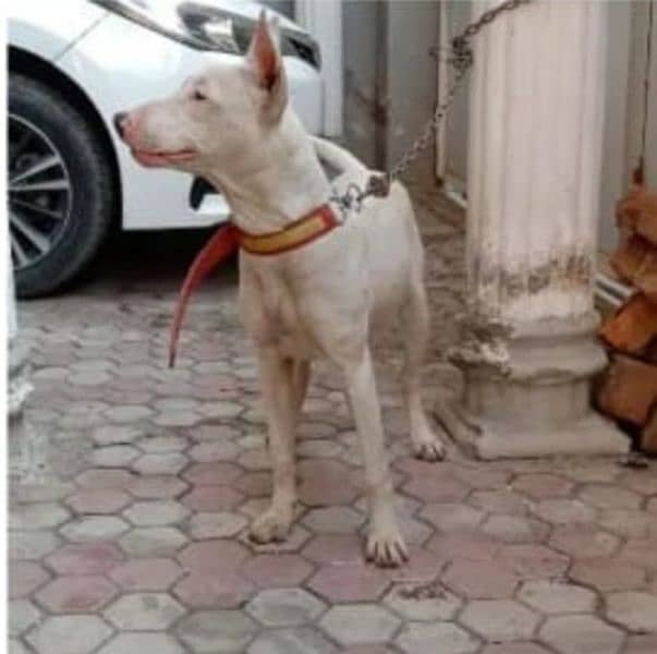 Bull Terrier ( Gultair Kohati) 4