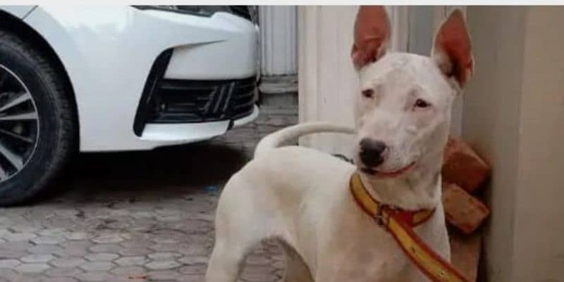 Bull Terrier ( Gultair Kohati) 5