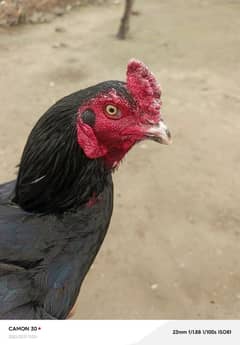 lasani hen