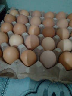 Desi egg for sale