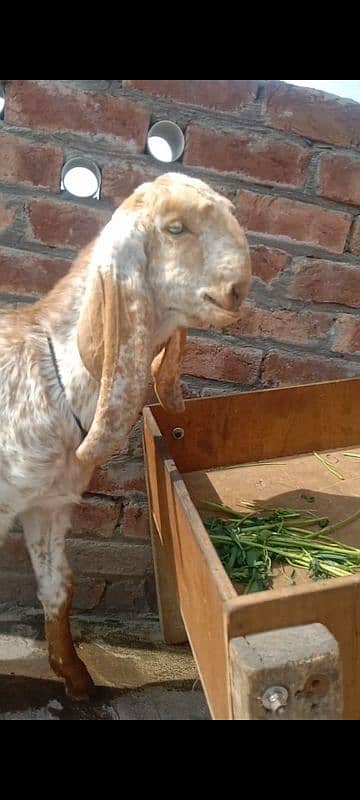 MAKHI CHEEBA BREEDER KID GOAT. 1