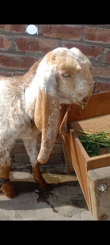 MAKHI CHEEBA BREEDER KID GOAT. 2