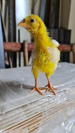 Broiler Chicks Healthy And Active Age 1 Month Plus