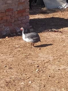 guineafowl chakor pair for sale beautiful birds