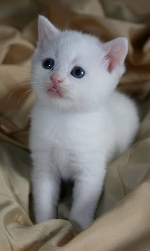 white persian kitten for sell 2 weeks old price 20k 2