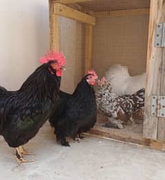 Traio Black Bantam Pair with Milli Flower female