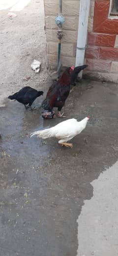 aseell white and brown rooster