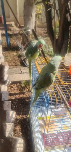 Home Tamed Raw Parrots for sale