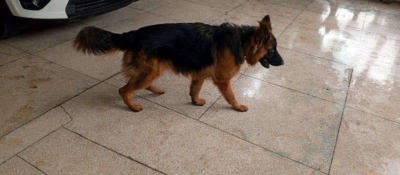 German Shepherd 2