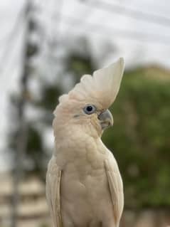 Cockatoo