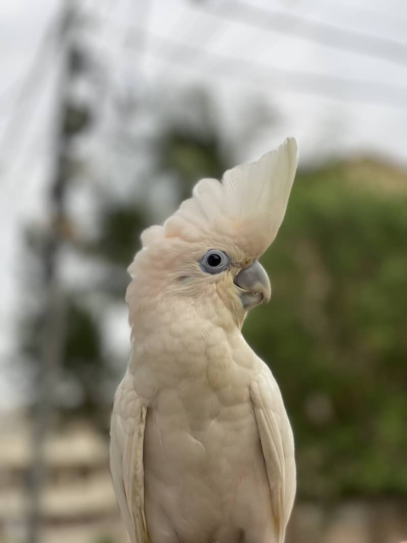 Cockatoo 0