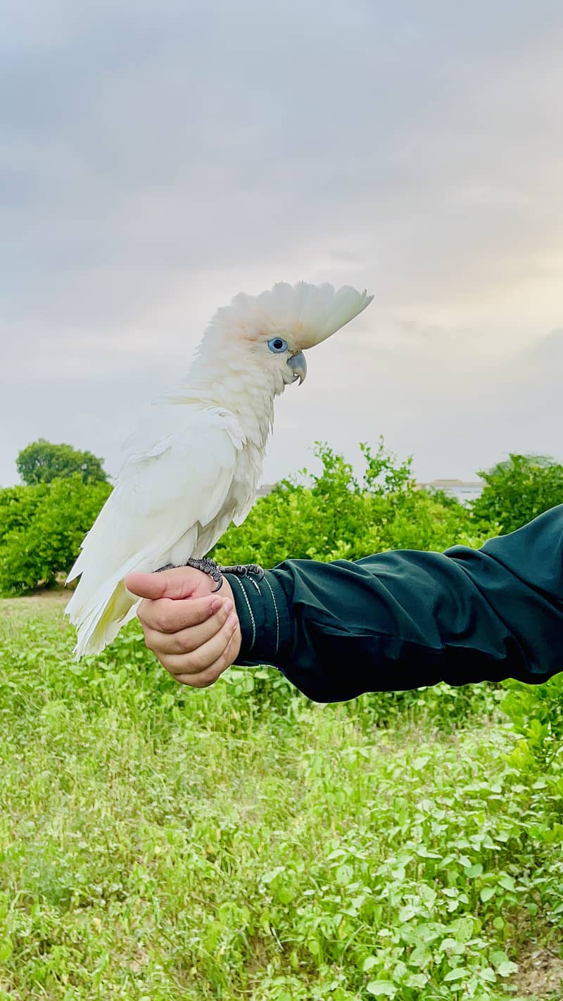 Cockatoo 1