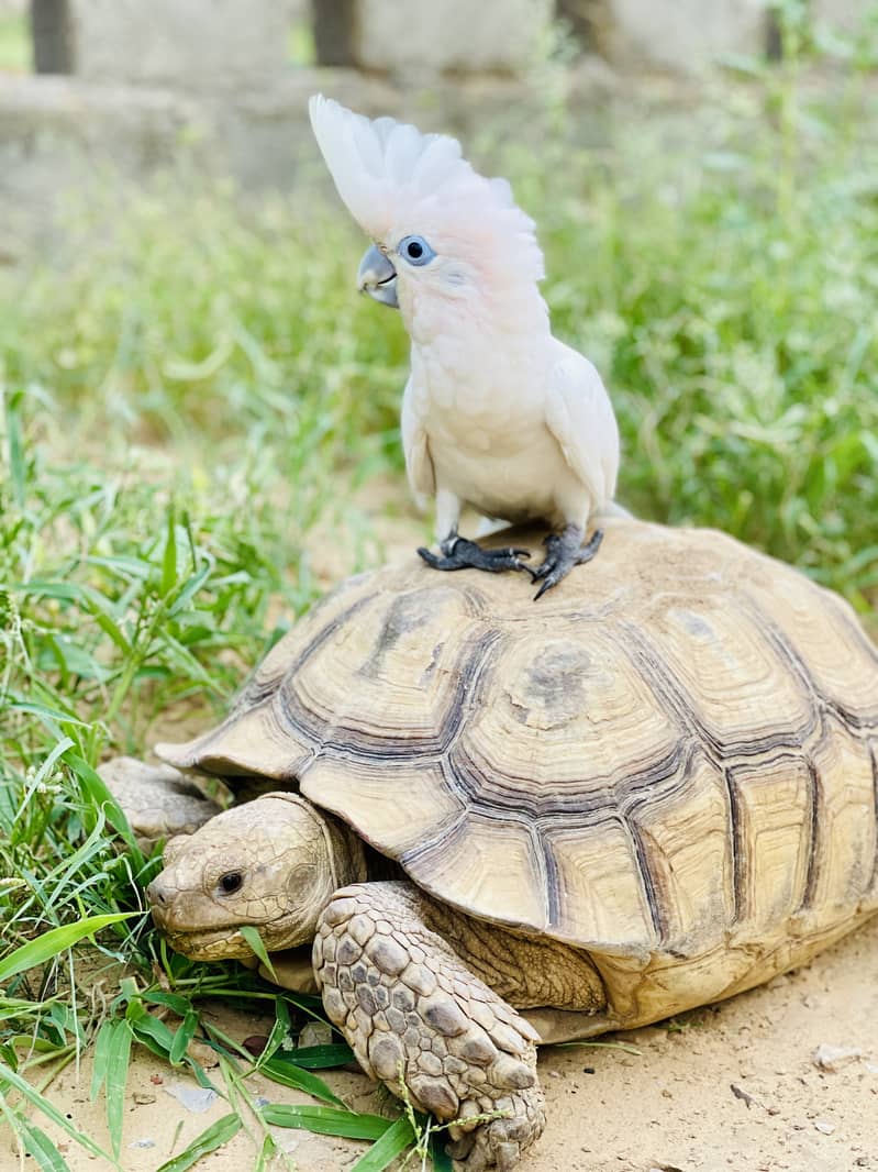 Cockatoo 2