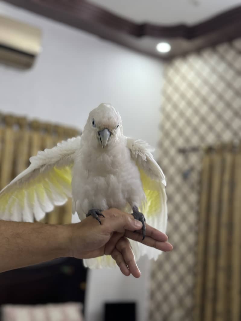 Cockatoo 4