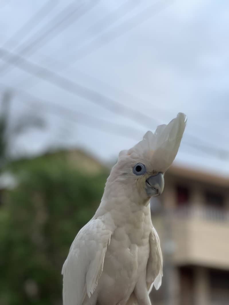 Cockatoo 5