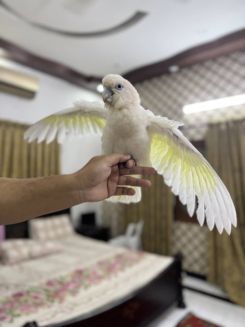 Cockatoo 6