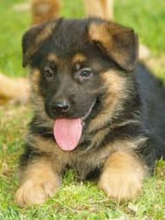 Garman Shepherd long coat male puppy