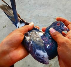 pigeon