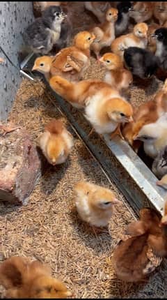 Rir Heritage chicks avaiable for sale