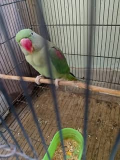 Pahari parrot