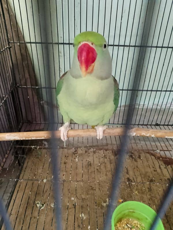 Pahari parrot 1