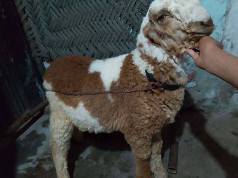 pure Mundara bakra for sale Mughalpura 0