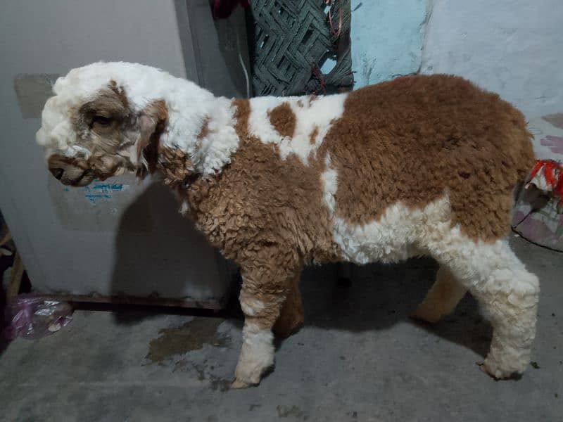 pure Mundara bakra for sale Mughalpura 3