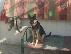 Female 7 Month Belgium Shepherd or German Shepherd Cross