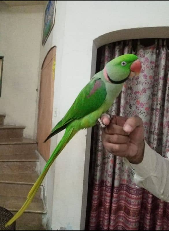 Alexandrine Parakeet 0