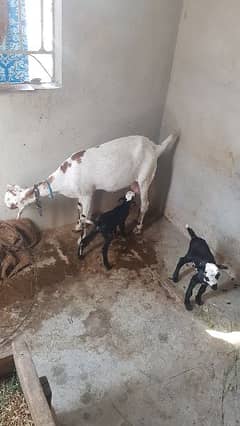 Goat / teda breeder bakra /gulabi bakra / bakry for sale | بکرا