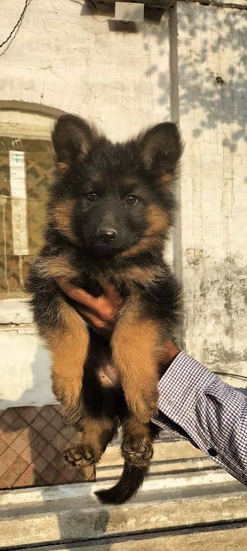 German Shepherd Long coat strong blood line female 03115090318 avilabl 2