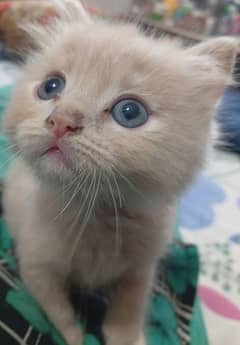 pure Persian kittens punch face