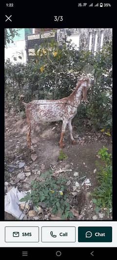 makhi cheeni home breed