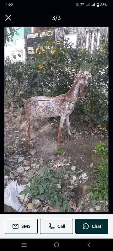 makhi cheeni home breed 0