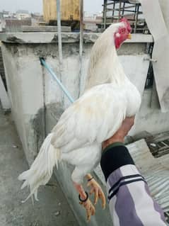 pure aseel heera blood line fresh eggs available 03475596257