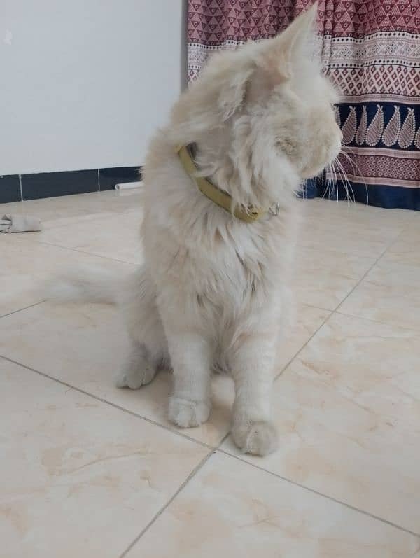 persian male cat for sale 4