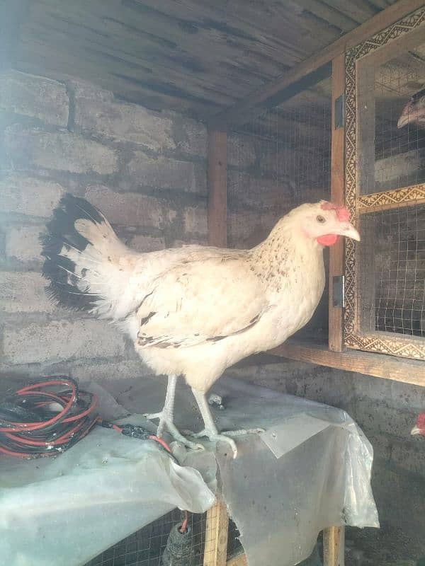 pure Aseel hen For sale. 3 pic han 5000رمضان آفر 1