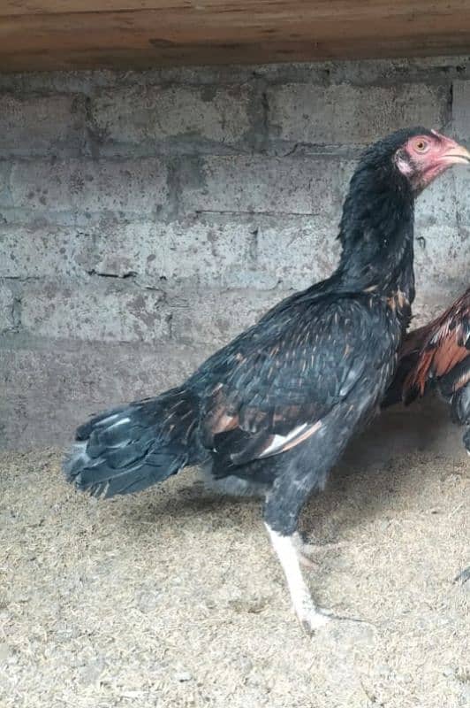 pure Aseel hen For sale. 3 pic han 5000رمضان آفر 2