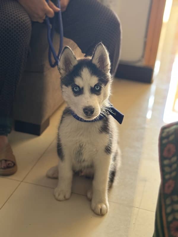 Siberian husky puppy blue eyes 0