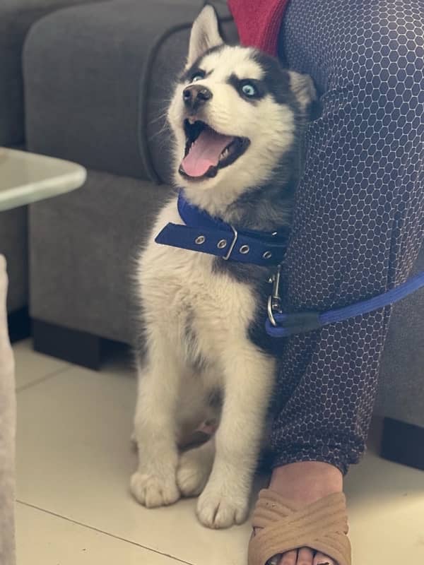 Siberian husky puppy blue eyes 1