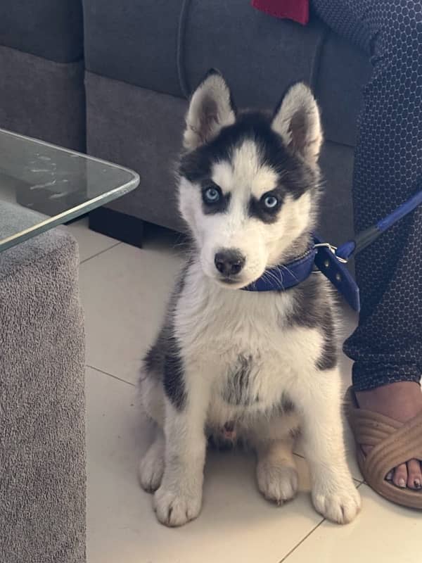 Siberian husky puppy blue eyes 2