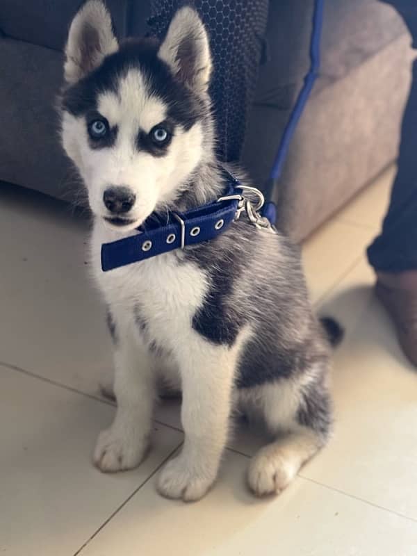 Siberian husky puppy blue eyes 3