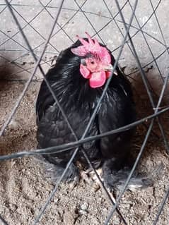 Cochin Bantam