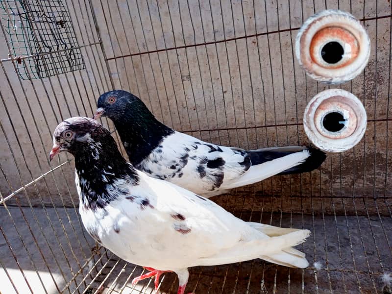 Highflyer Kamagar Pigeon For sale 0