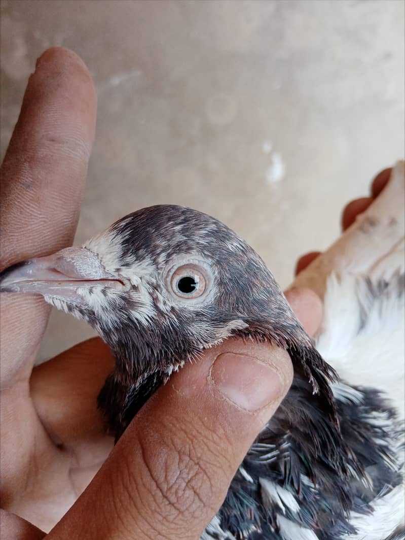 Highflyer Kamagar Pigeon For sale 1