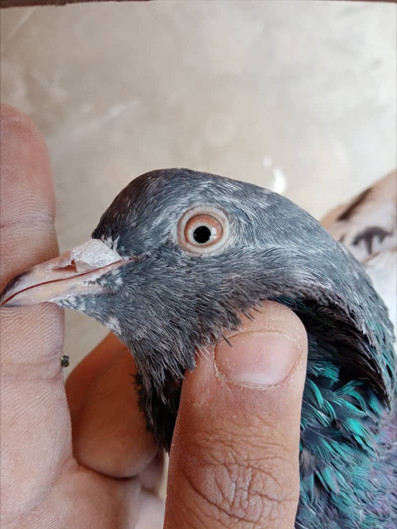 Highflyer Kamagar Pigeon For sale 2