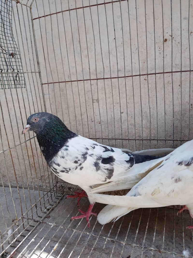 Highflyer Kamagar Pigeon For sale 3