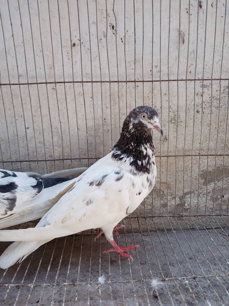 Highflyer Kamagar Pigeon For sale 4