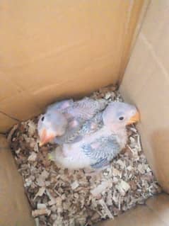 All kind of Parrots Available